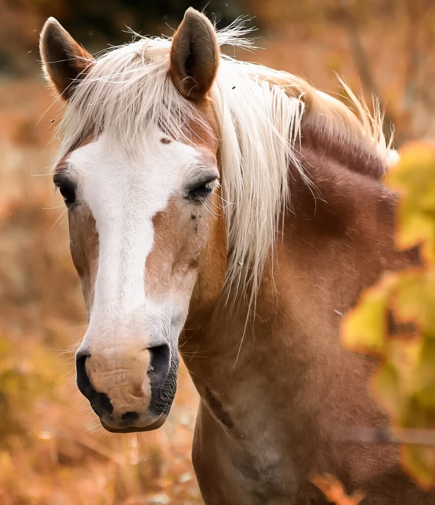 equine, horse, head-3204312.jpg
