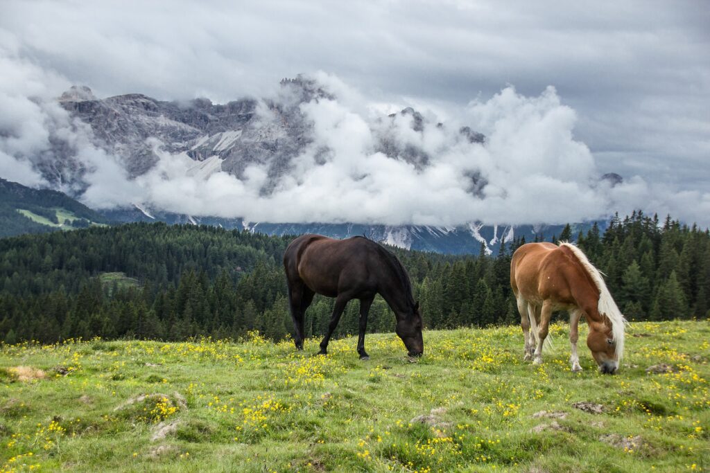 horses eating in mountains